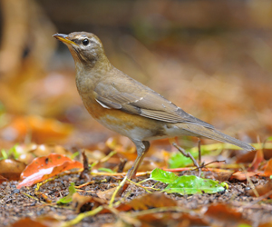 Хөөндэй (Халиун хөөндэй)